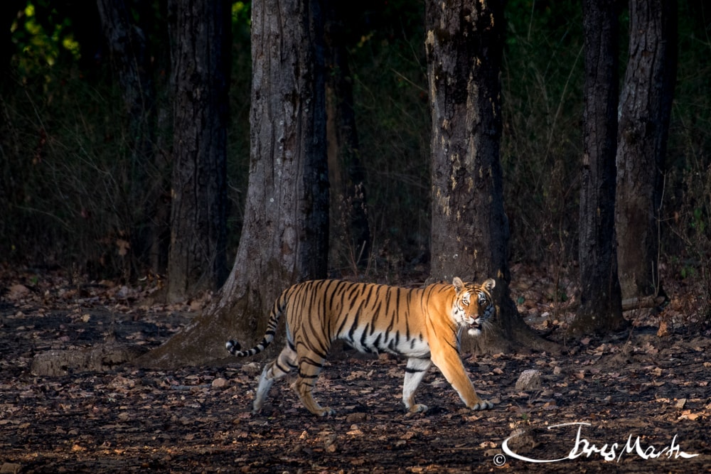 A tiger walking through a dark forest